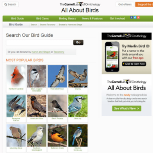 Cornell Lab | All About Birds