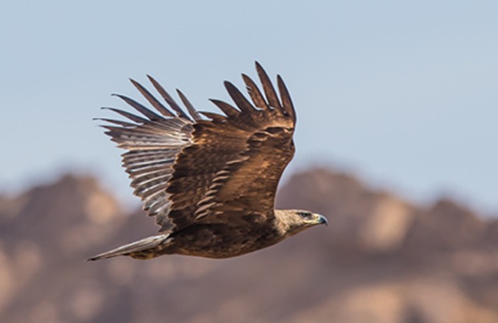 715×465-isreal-eagle