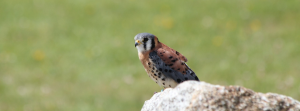 American Kestrel