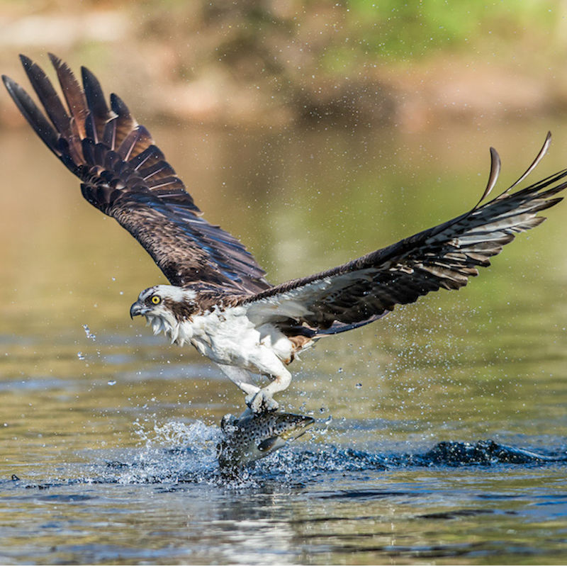 The Delaware River Basin Needs Your Help!