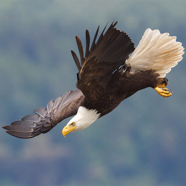 Urge Congress to Vote for Passage of the “Recovering America’s Wildlife Act of 2019”