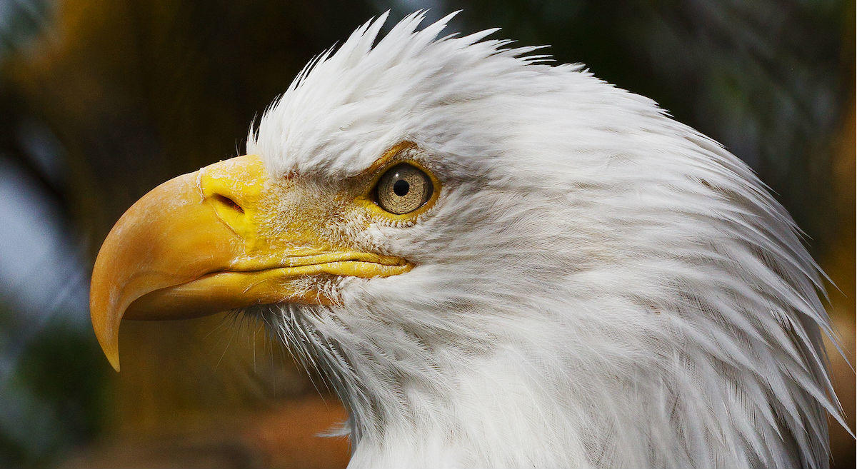 Audubon’s 2019 Policy Agenda