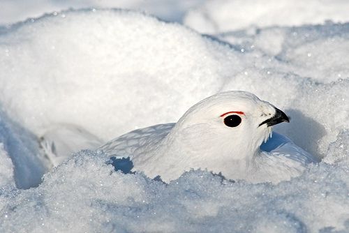 Support Efforts to Protect the Arctic National Wildlife Refuge