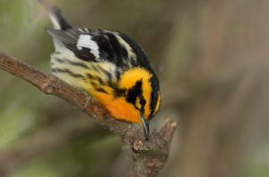 Blackburnian Warbler