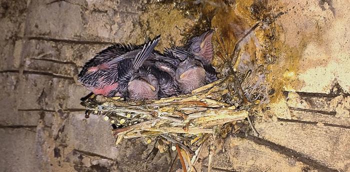 Chimney Swifts 101