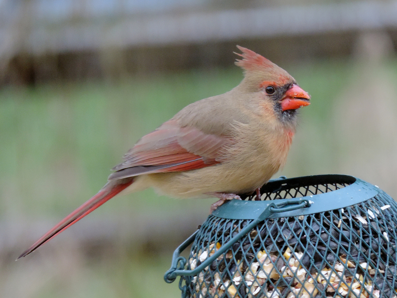 Northern Cardinal
