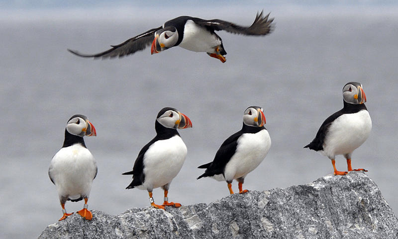 Support the Forage Fish Conservation Act