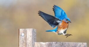 Eastern Bluebird