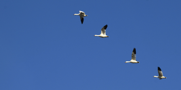 Snow Geese