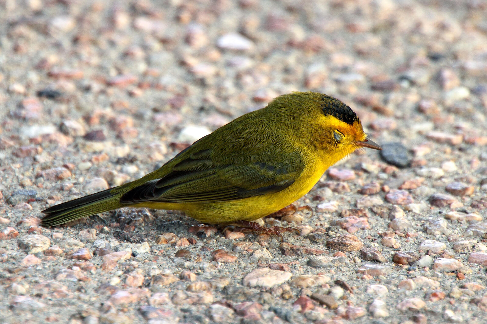 You Found a Bird That Crashed Into a Window. Now What?